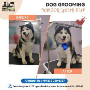 Before and after image for pet salon