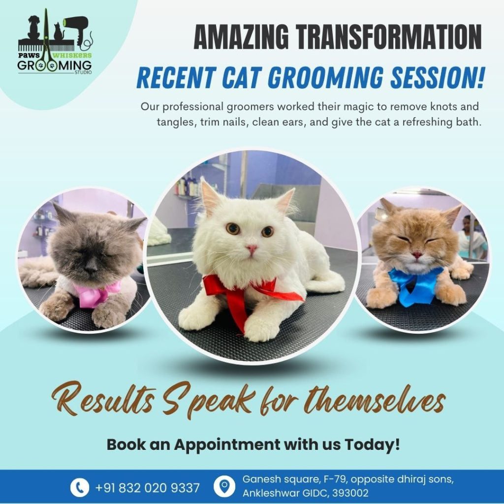Cat groomer social media graphics design