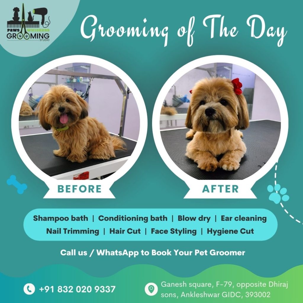Pet grooming before and after, dog grooming services