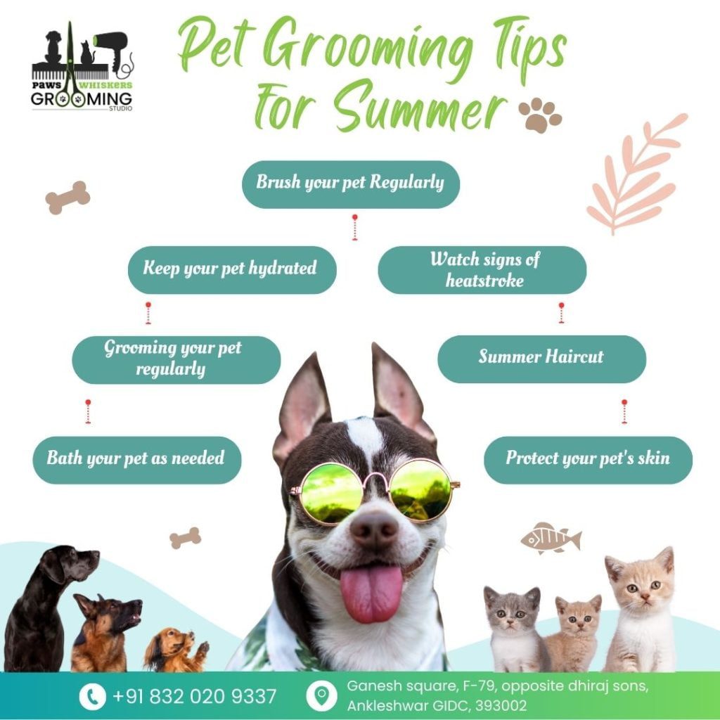 Summer Tips for pets | Summer tips for Cat and dog