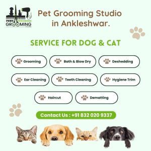 pet grooming studio in ankleshwar, dog and cat grooming services
